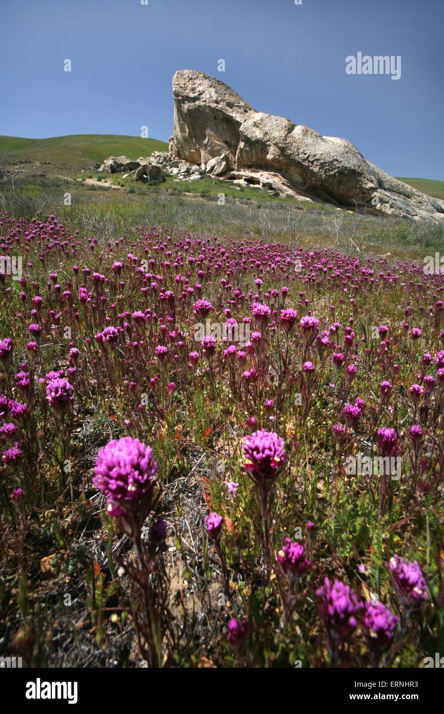 Rose fleurs sauvages fleurissent dans les plaines de Carrizo National Monument dans le sud-est du comté de San Luis Obispo, en Californie. Banque D'Images