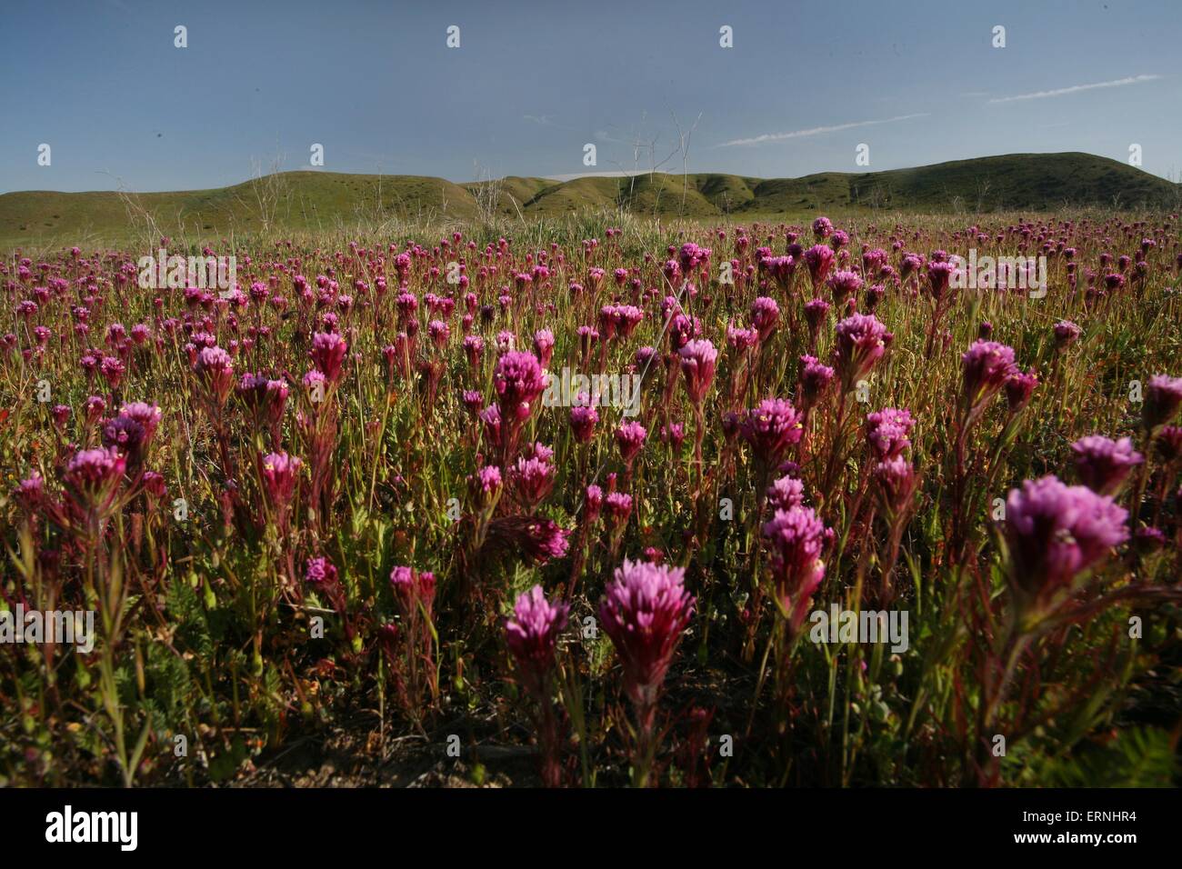 Rose fleurs sauvages fleurissent dans les plaines de Carrizo National Monument dans le sud-est du comté de San Luis Obispo, en Californie. Banque D'Images