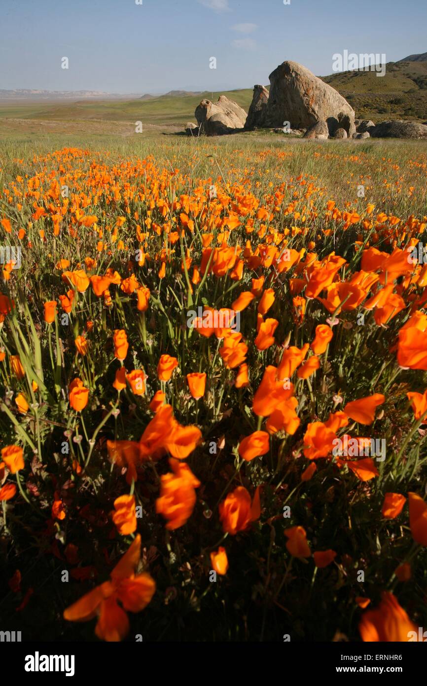 Coquelicots de Californie fleurissent dans les plaines de Carrizo National Monument dans le sud-est du comté de San Luis Obispo, en Californie. Banque D'Images