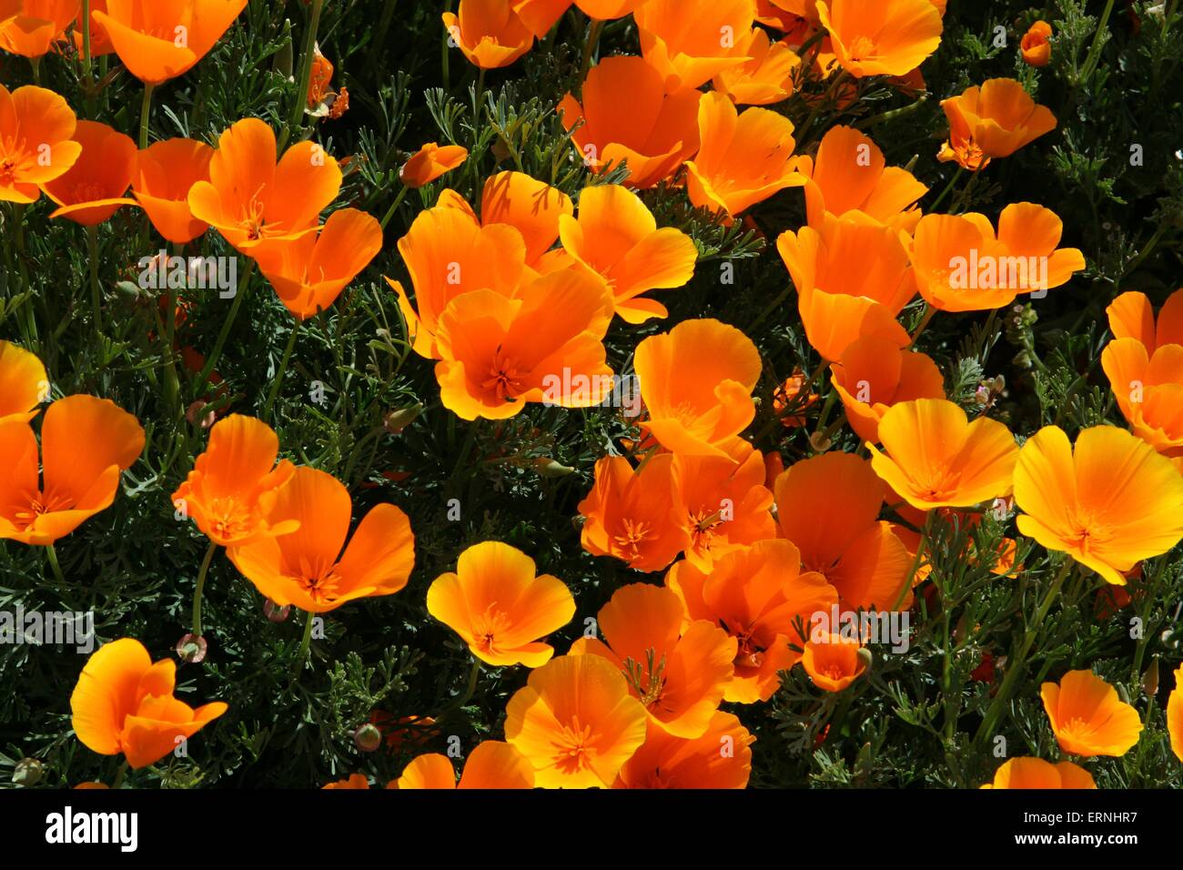 Coquelicots de Californie fleurissent dans les plaines de Carrizo National Monument dans le sud-est du comté de San Luis Obispo, en Californie. Banque D'Images