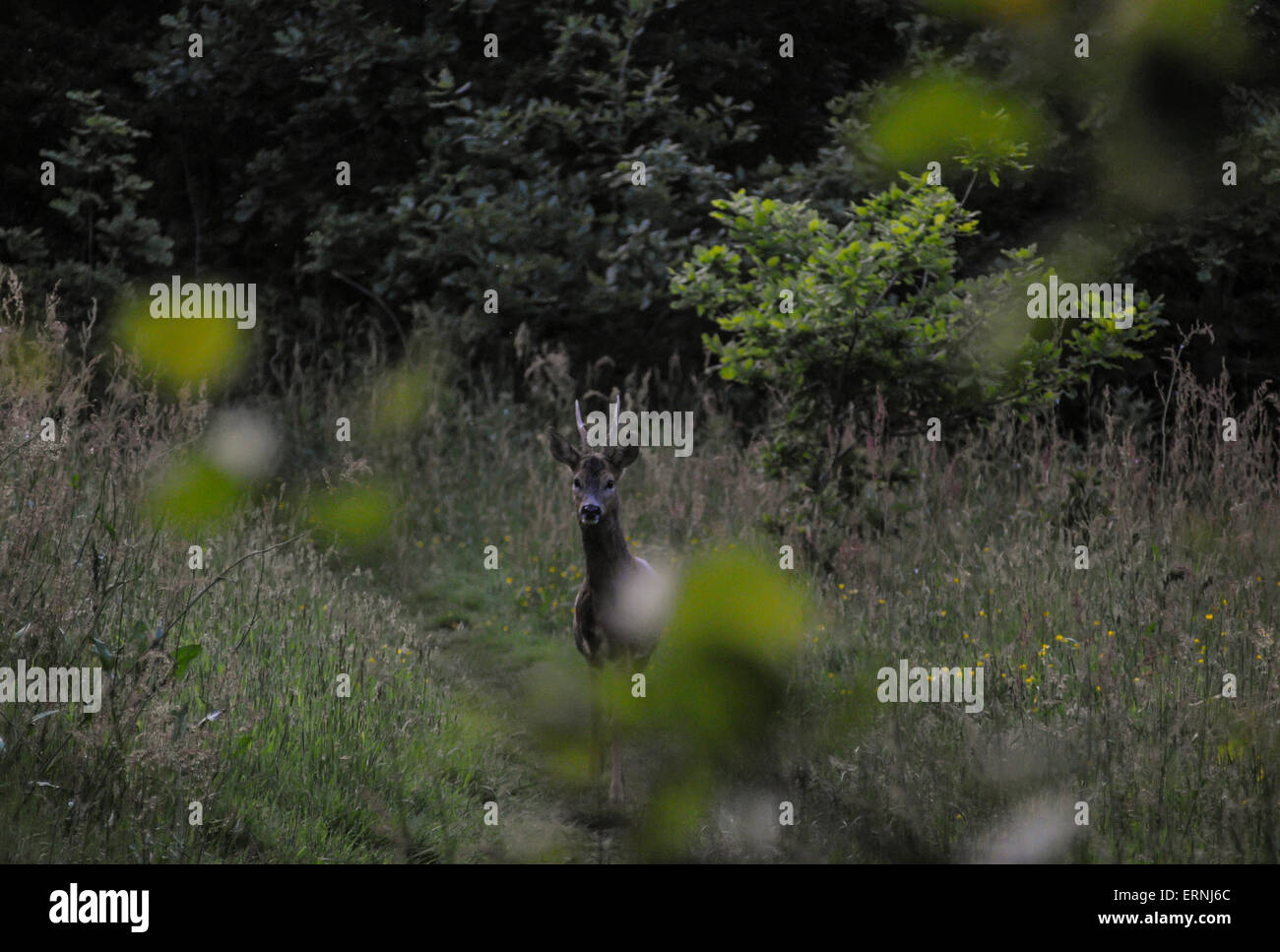 Ticehurst, East Sussex, Royaume-Uni.5 juin 2015.Deer en glade forêt. Banque D'Images