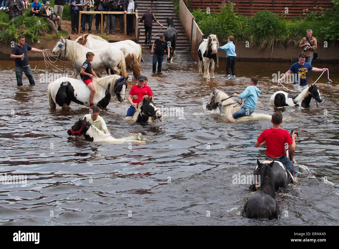 Appleby-in-Westmorland, Cumbria, Angleterre - Juin 05, 2015 : Les chevaux d'être lavé dans la rivière Eden avant de négocier pendant l'Appleby Horse Fair, un rassemblement annuel de Tsiganes et Voyageurs qui a lieu dans la première semaine de juin. Juste Appleby est unique en Europe, attirant près de 10 000 Tsiganes et Voyageurs et jusqu'à 30 000 visiteurs. Credit : AC Images/Alamy Live News Banque D'Images