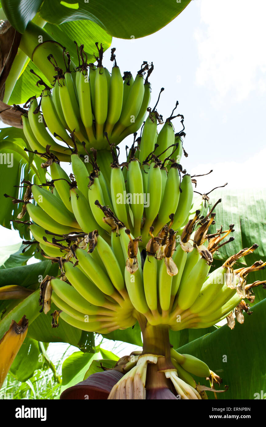 Banane (Musa sp.) avec le pédoncule de l'Inflorescence et Stock Photo Banque D'Images