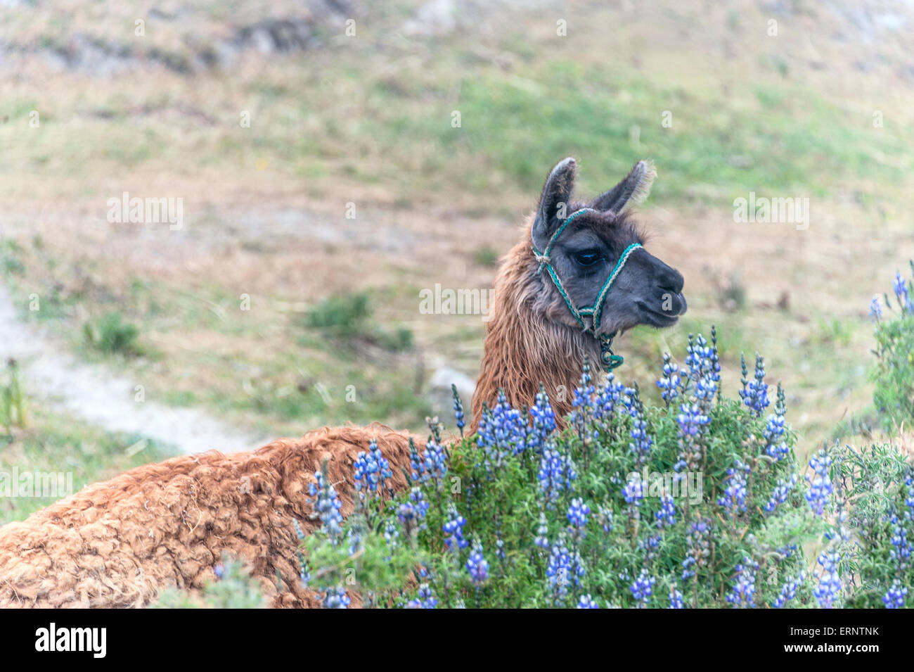 Llama ecuador Banque de photographies et d’images à haute résolution