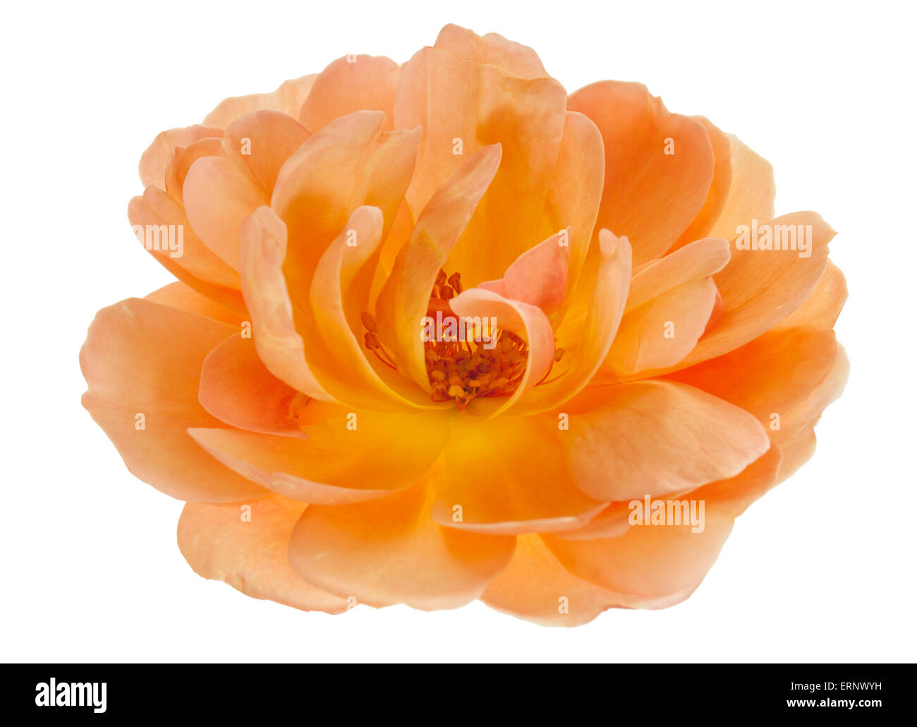 Rose Garden Peach rose fleur en vase isolé sur un blanc pur Banque D'Images