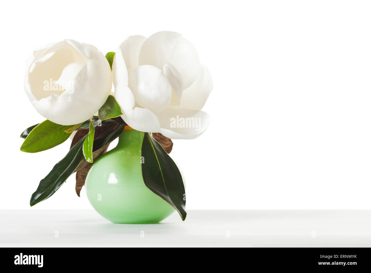 Floral Fleurs Magnolia Magnolias dans vase vert sur le tableau blanc Banque D'Images