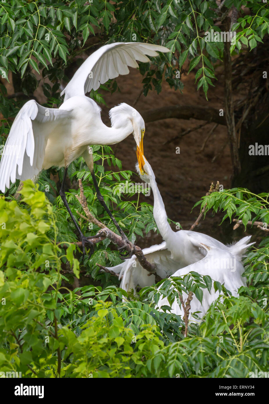 Grande aigrette (Ardea alba) nourrir un jeune à rookery, île haute, Texas, États-Unis Banque D'Images