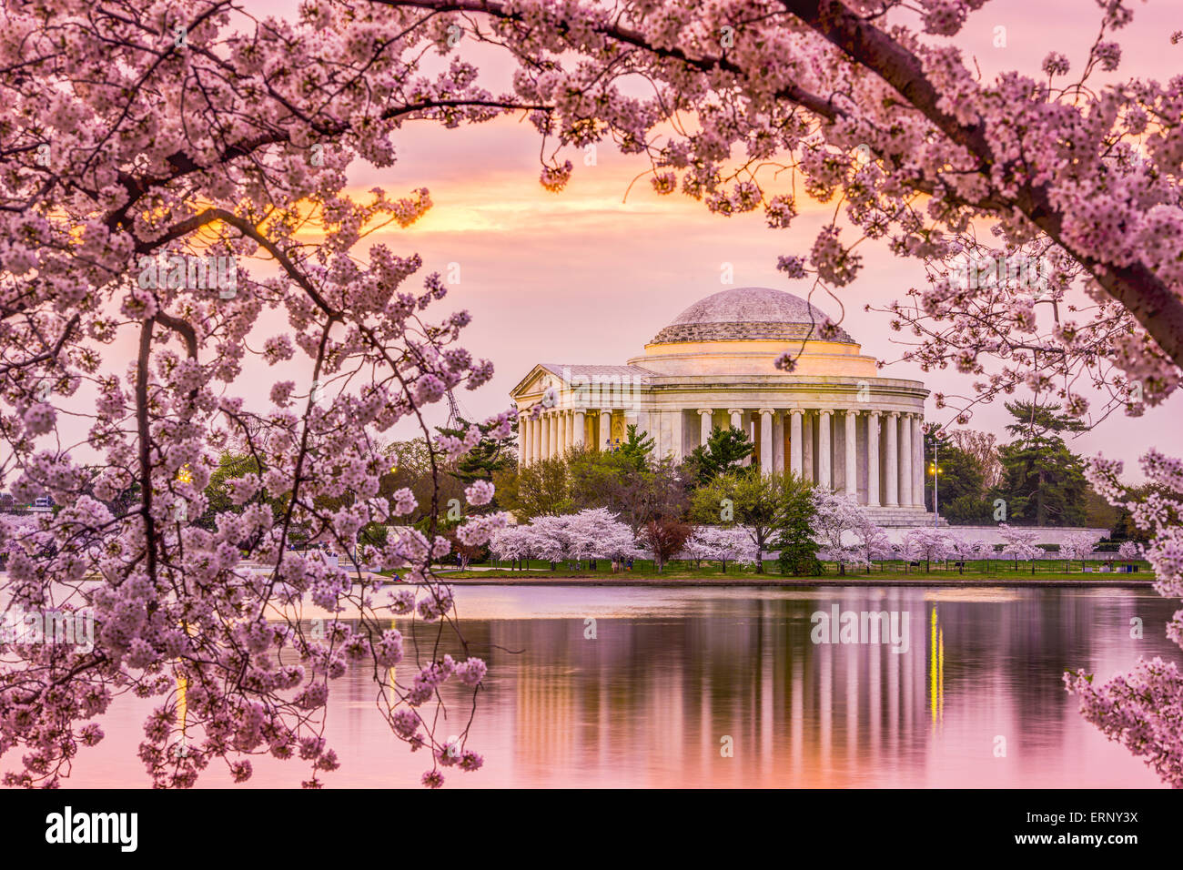 Washington, DC au Tidal Basin et Jefferson Memorial pendant la saison des cerisiers en fleur au printemps. Banque D'Images