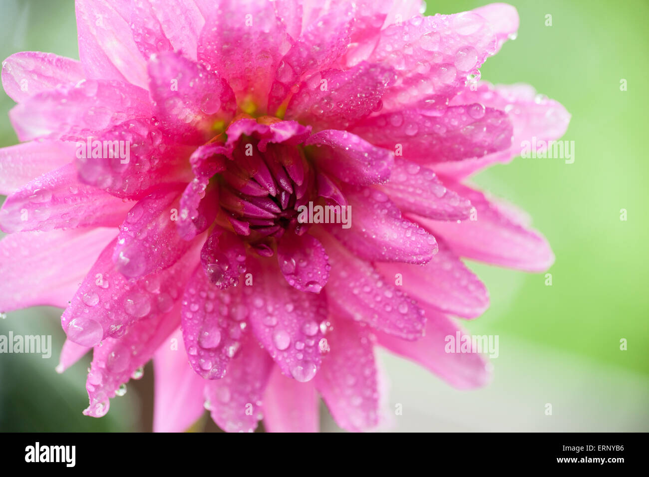 Un dahlia rose est recouvert de petites gouttelettes d'eau. Photo a une faible profondeur de champ avec flou. Banque D'Images