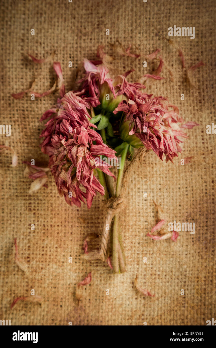 Un petit bouquet de dahlias, attachés avec de la ficelle, est mort sur une toile de fond avec pétales éparpillés. Banque D'Images