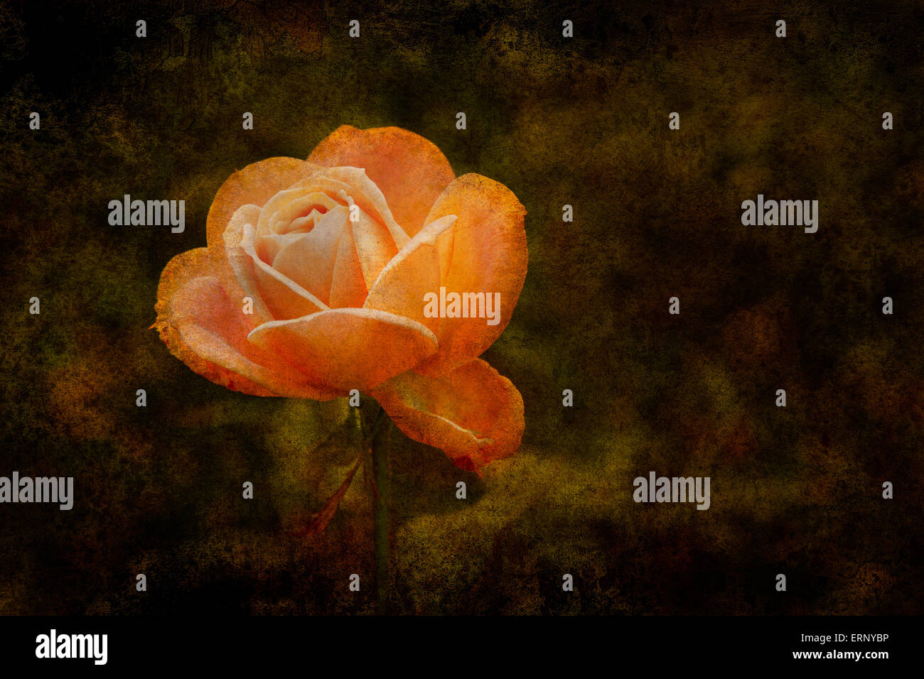 Une orange rose se trouve sur un ancien à l'arrière-plan. Banque D'Images