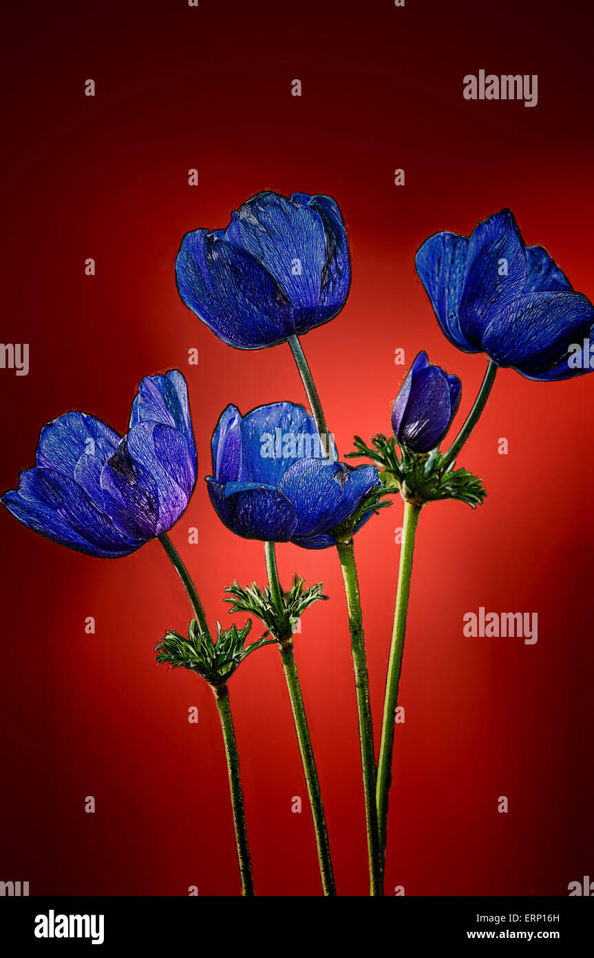 19,69 x 29,63 cm. 2325px 3500px  300ppi belle photo de coquelicots bleus au milieu d'un fond rouge avec des bords sombres Banque D'Images