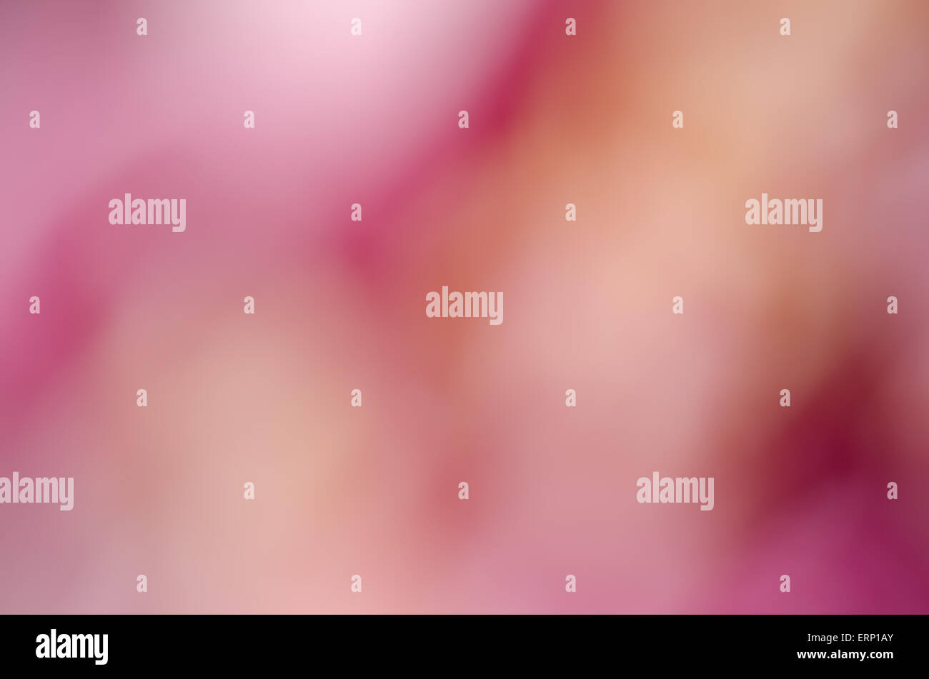 Nature rose fond flou de pivoines Banque D'Images