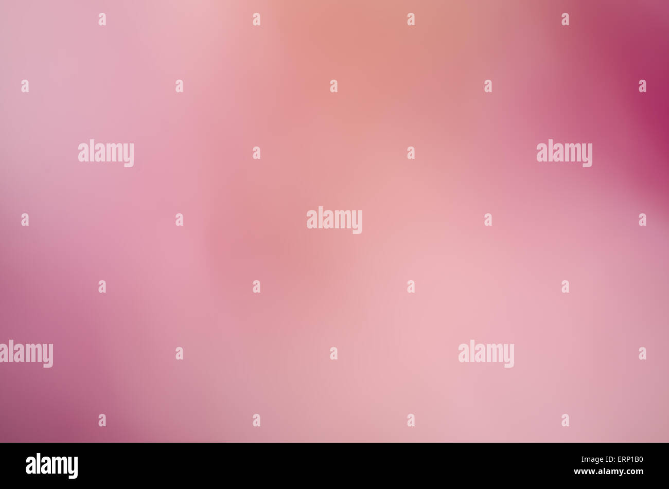 Nature rose fond flou de pivoines Banque D'Images