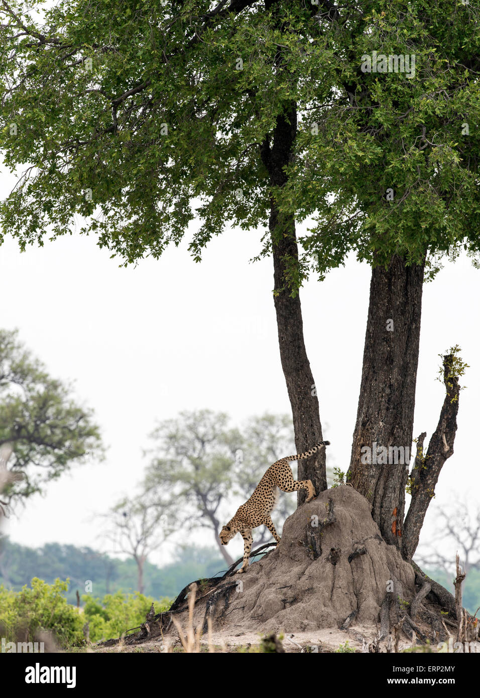 Des profils Guépard (Acinonyx jubatus) balade au parc national de Hwange au Zimbabwe Afrique Banque D'Images