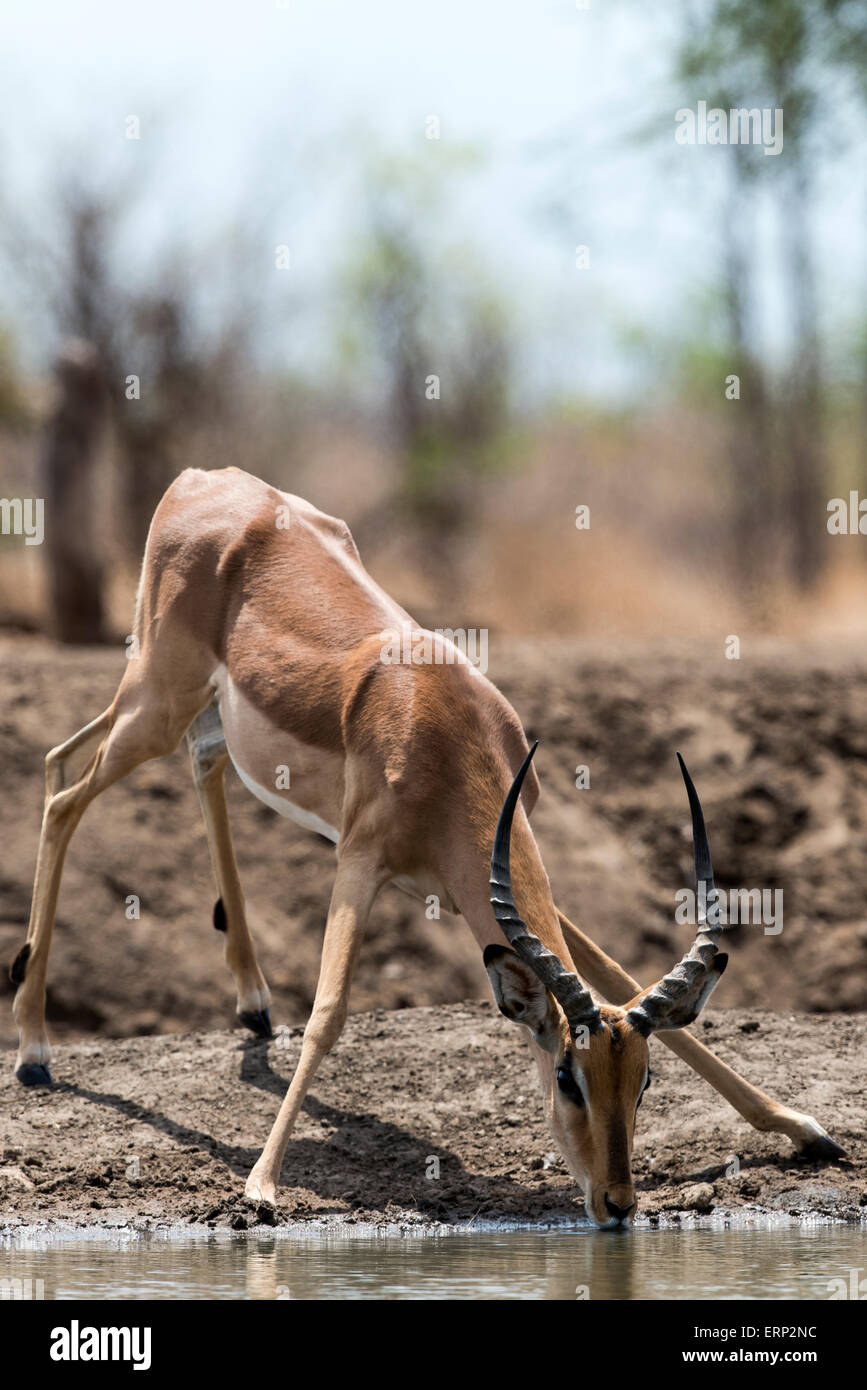 Homme Impala (Aepyceros melampus) eau potable de faune à Malilangwe Afrique Zimbabwe Banque D'Images