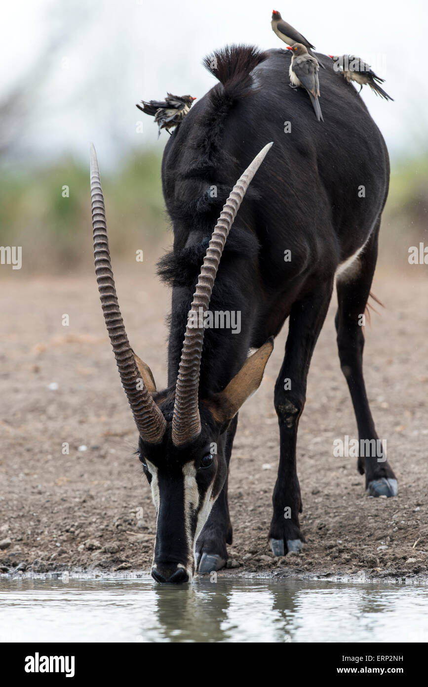 Sable (Hippotragus niger) eau potable de faune à Malilangwe Afrique Zimbabwe Banque D'Images