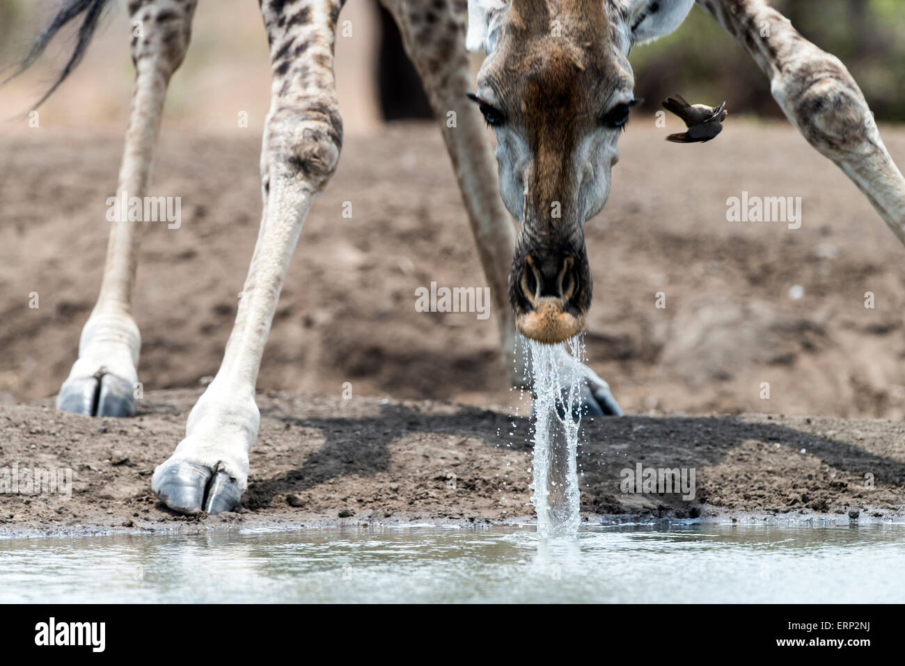 South African Girafe (Giraffa camelopardalis giraffa) eau potable de faune à Malilangwe Afrique Zimbabwe Banque D'Images