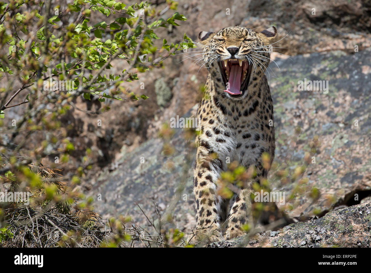 Persian Leopard. Banque D'Images