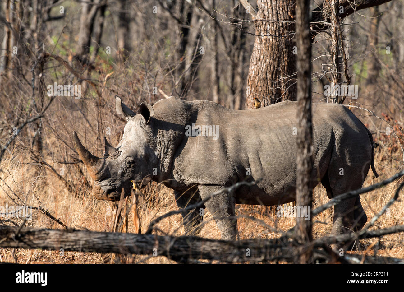 Rhinocéros blanc ou square-lipped rhinoceros (Ceratotherium simum) Malilangwe Wildlife Reserve Afrique Zimbabwe Banque D'Images