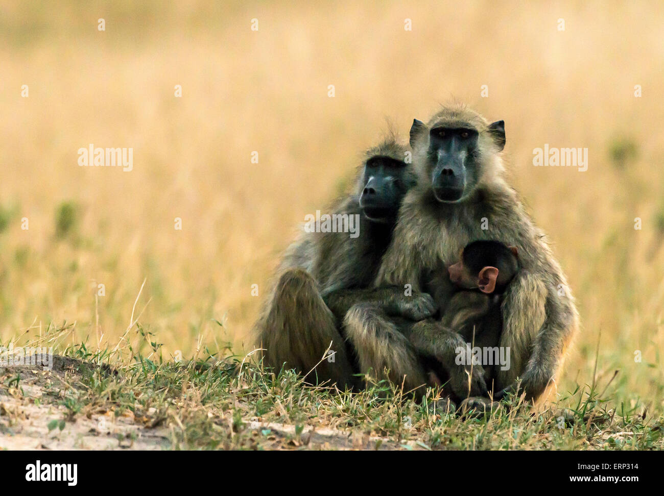 Babouin jaune famille avec bébé (Papio cynocephalus) Le parc national de Hwange au Zimbabwe Afrique Banque D'Images