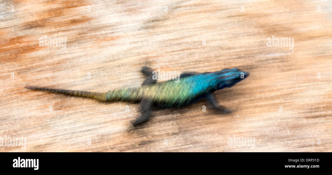 Lézard Bleu dirigé (Crataegus monogyna) exécutant Matobo National Park Afrique Zimbabwe Banque D'Images