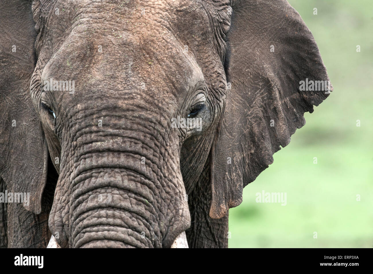 Hot'éléphant africain (Loxodonta africana) Mara North conservancy Afrique Kenya Banque D'Images