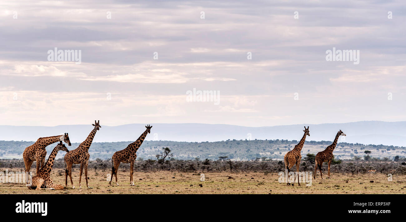 Les Masais girafes (Giraffa camelopardalis tippelskirchi) Naboisho conservancy Afrique Kenya Banque D'Images
