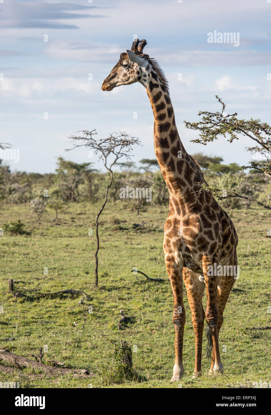Les Masais Girafe (Giraffa camelopardalis tippelskirchi) Naboisho conservancy Afrique Kenya Banque D'Images