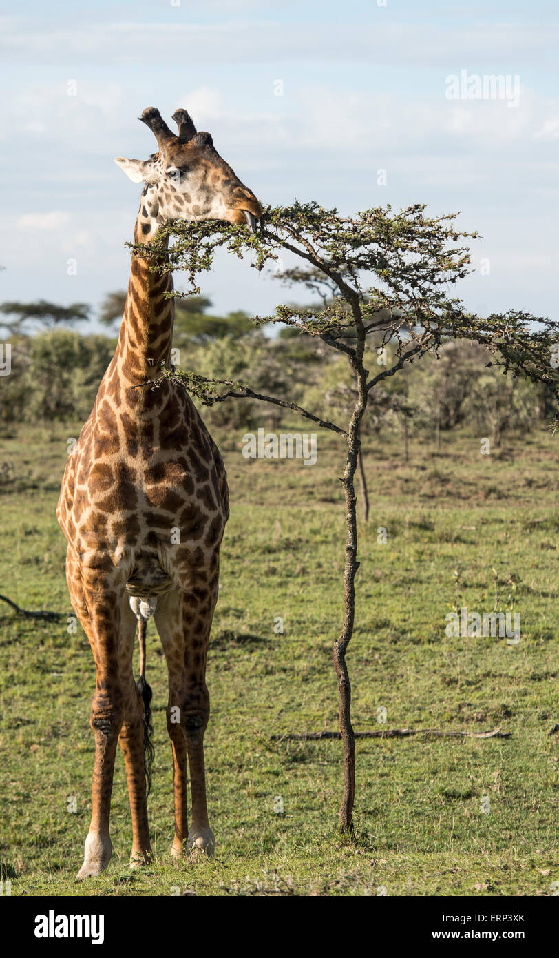Le Masai Giraffe feeding (Giraffa camelopardalis tippelskirchi) Naboisho conservancy Afrique Kenya Banque D'Images