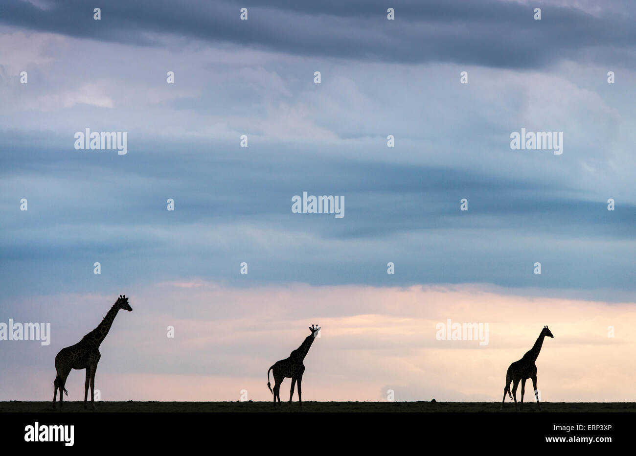 Les Masais girafes (Giraffa camelopardalis tippelskirchi) à la tombée de la Naboisho conservancy Kenya Afrique Banque D'Images