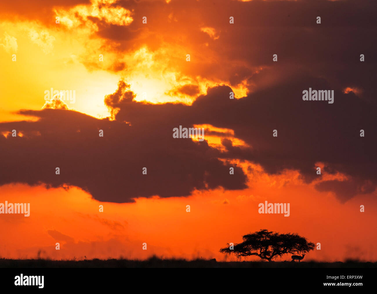 Arbre et les antilopes à la tombée de la Mara Conservancy Naboisho Afrique Kenya Banque D'Images