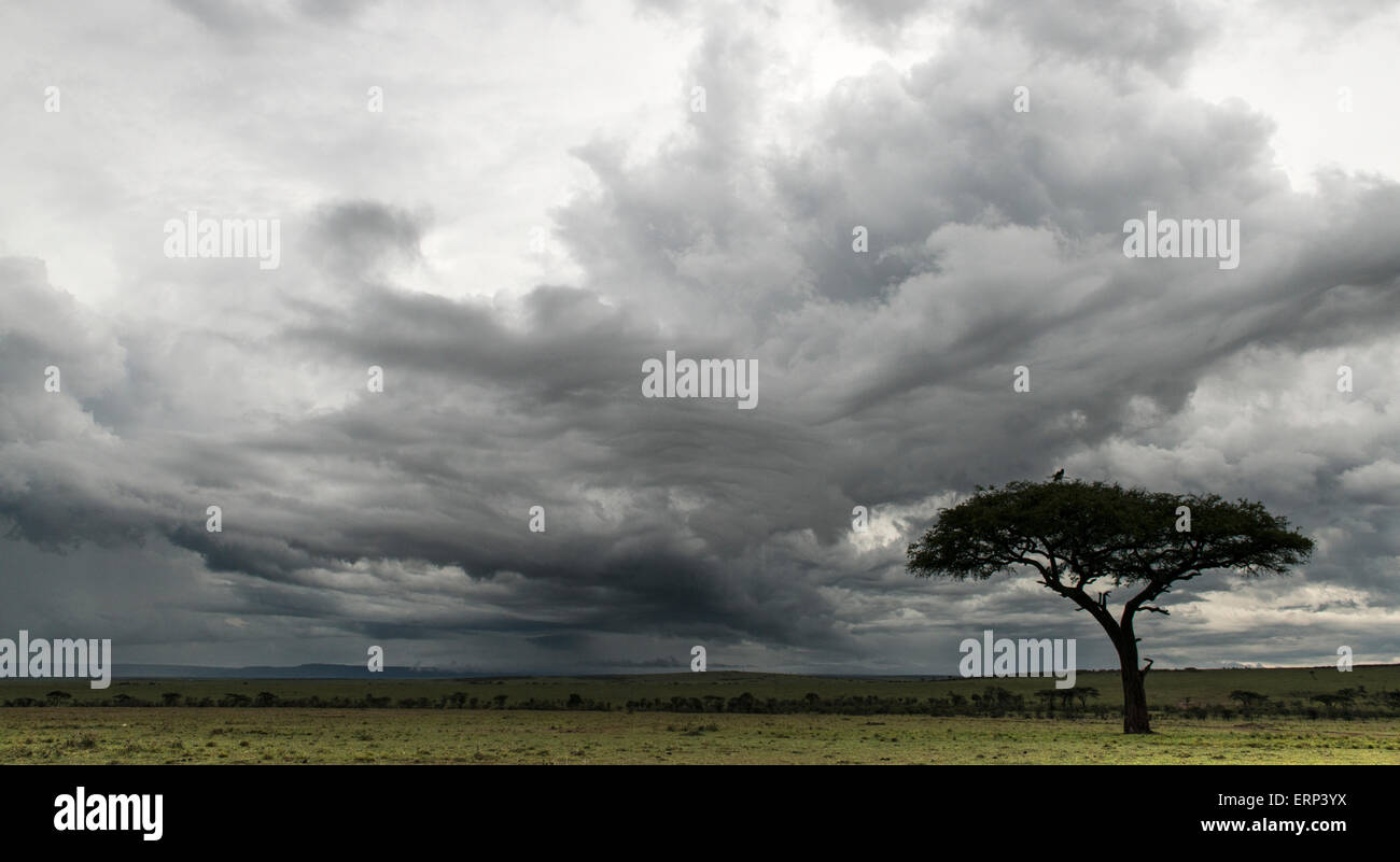 Ciel d'orage et arbre Mara Conservancy Naboisho Afrique Kenya Banque D'Images