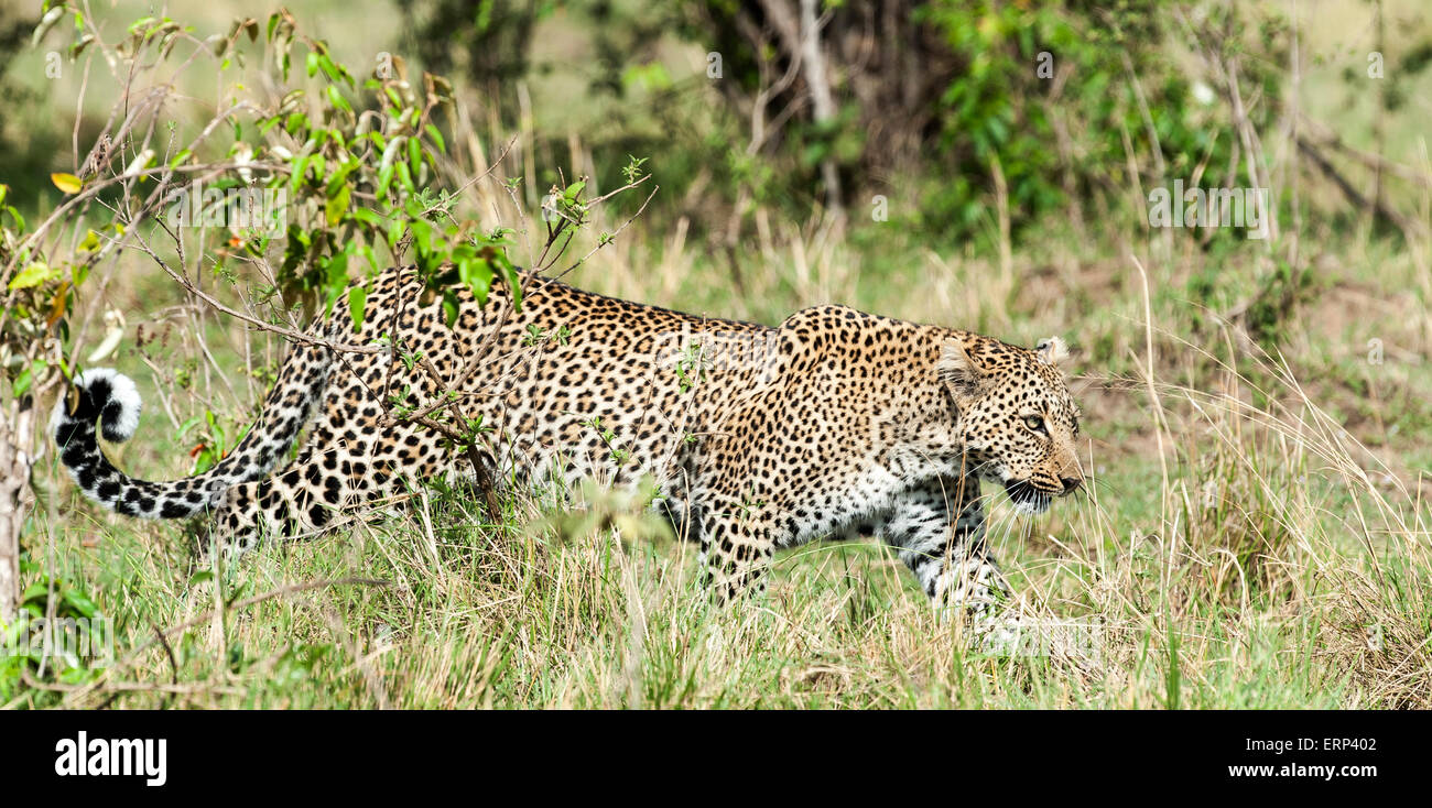Femelle adulte leopard (Panthera pardus), Maasai Mara National Reserve de marche de l'Afrique Kenya Banque D'Images