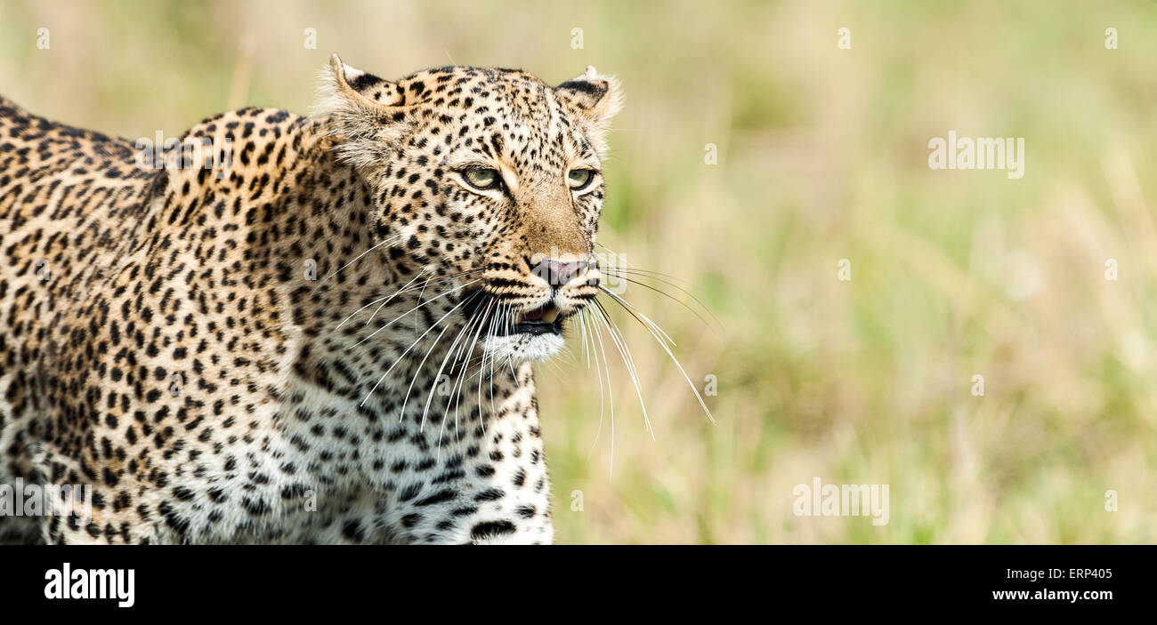 Femelle adulte leopard (Panthera pardus) portrait Masai Mara National Reserve Afrique Kenya Banque D'Images