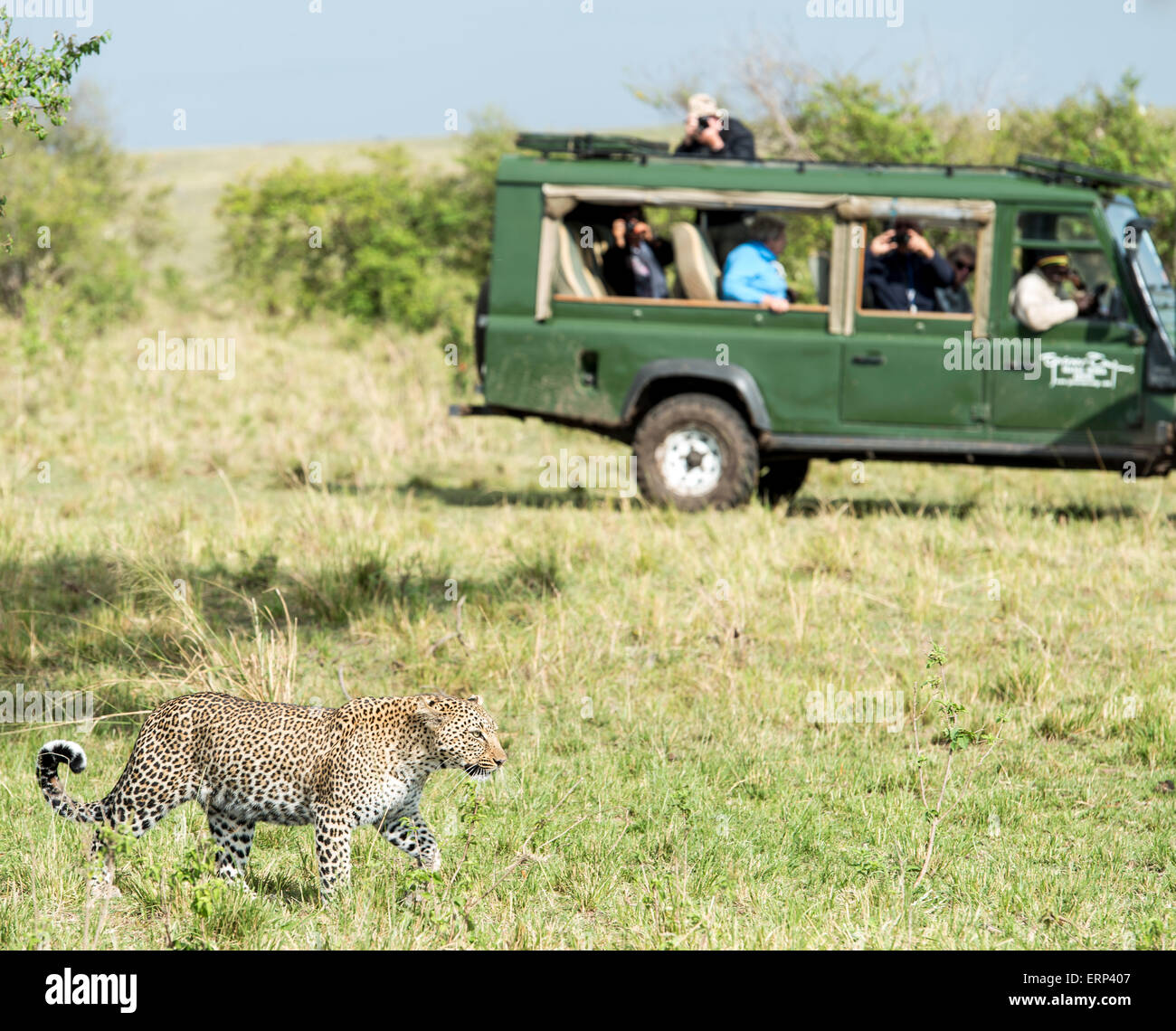 Femelle adulte leopard (Panthera pardus) et voiture safari Masai Mara National Reserve Afrique Kenya Banque D'Images