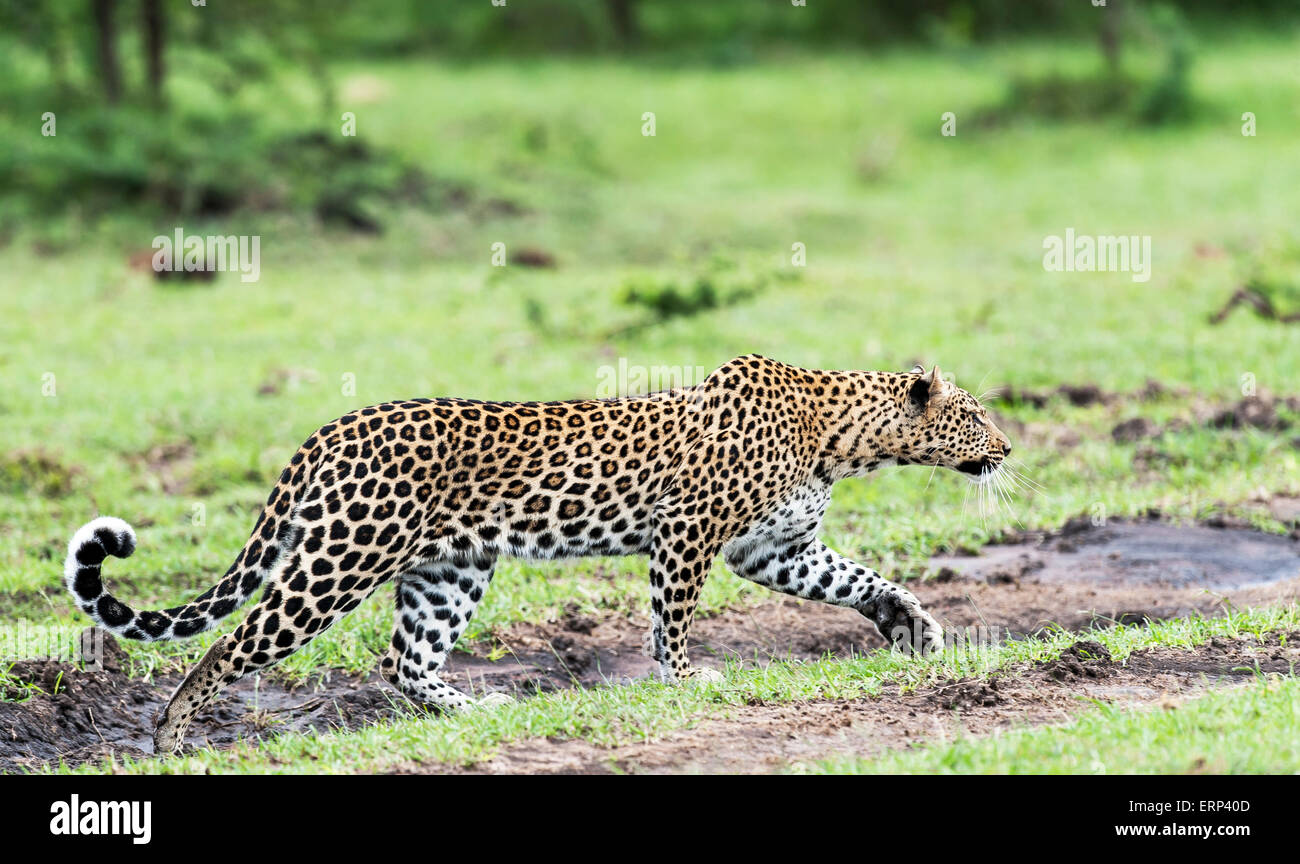 Femelle adulte leopard (Panthera pardus) en position de harcèlement criminel Mara North conservancy Afrique Kenya Banque D'Images