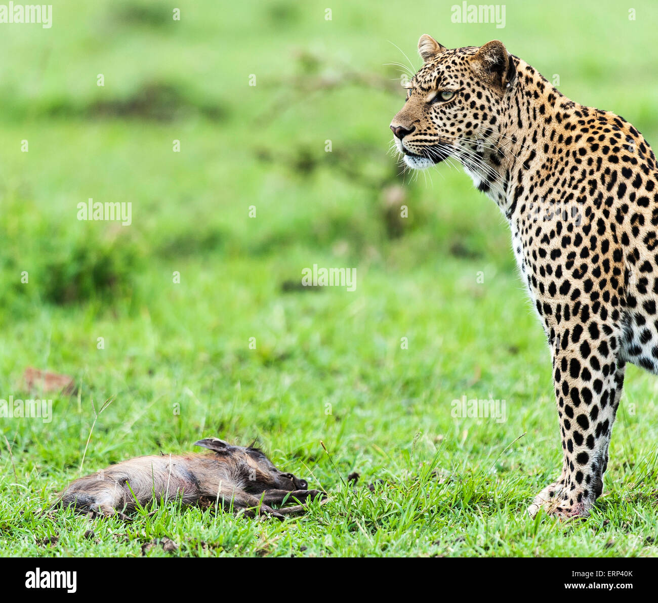 Femelle adulte leopard (Panthera pardus) avec un kill (phacochère porcinet) Mara North conservancy Afrique Kenya Banque D'Images