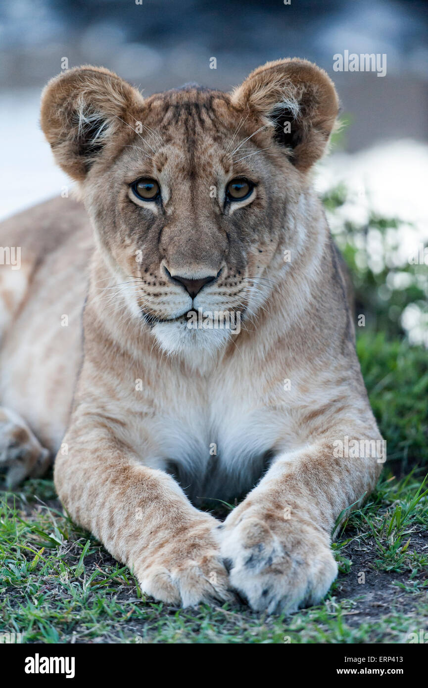 La lion (Panthera leo) portrait Mara conservancy Naboisho Afrique Kenya Banque D'Images