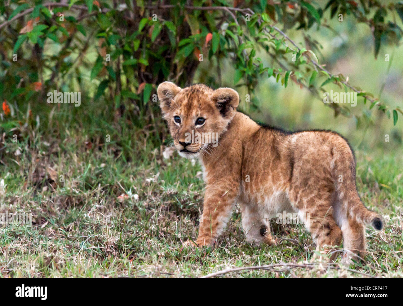 Lion (Panthera leo) Naboisho Mara conservancy Afrique Kenya Banque D'Images