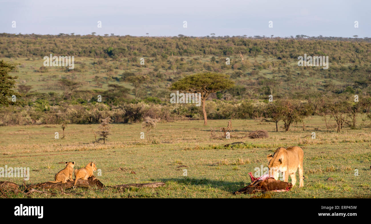 Femelle adulte lion (Panthera leo) avec petits Naboisho alimentation Mara conservancy Afrique Kenya Banque D'Images