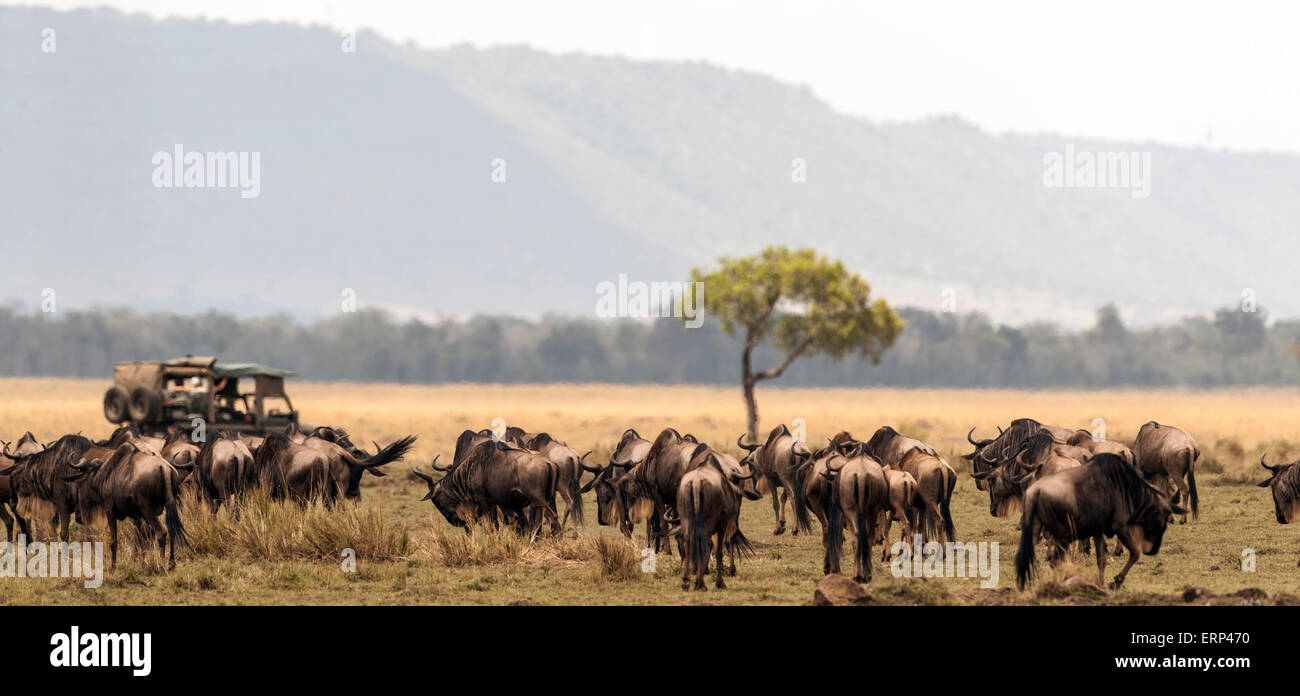 Troupeau de gnous commun ou bleu (Connochaetes taurinus) collecte et voiture safari Masai Mara National Reserve Afrique Kenya Banque D'Images