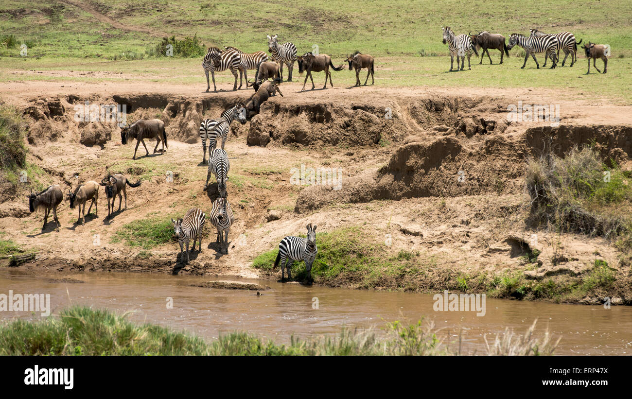 Troupeau de gnous commun ou bleu (Connochaetes taurinus) et les zèbres des plaines (Equus quagga) traverser la rivière Mara Banque D'Images