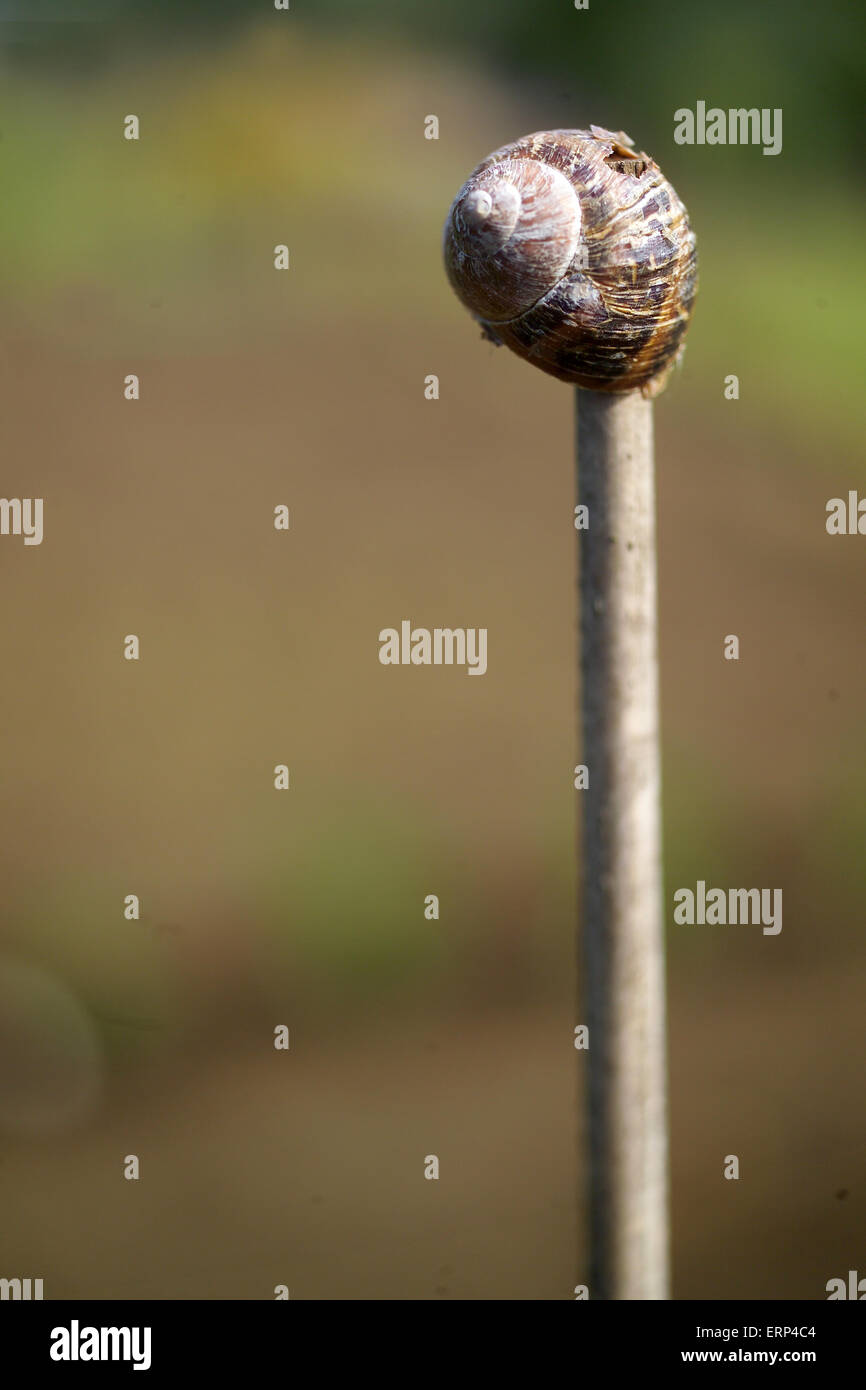 Coquille d'escargot vide sur une canne dans le potager Photo Stock Alamy