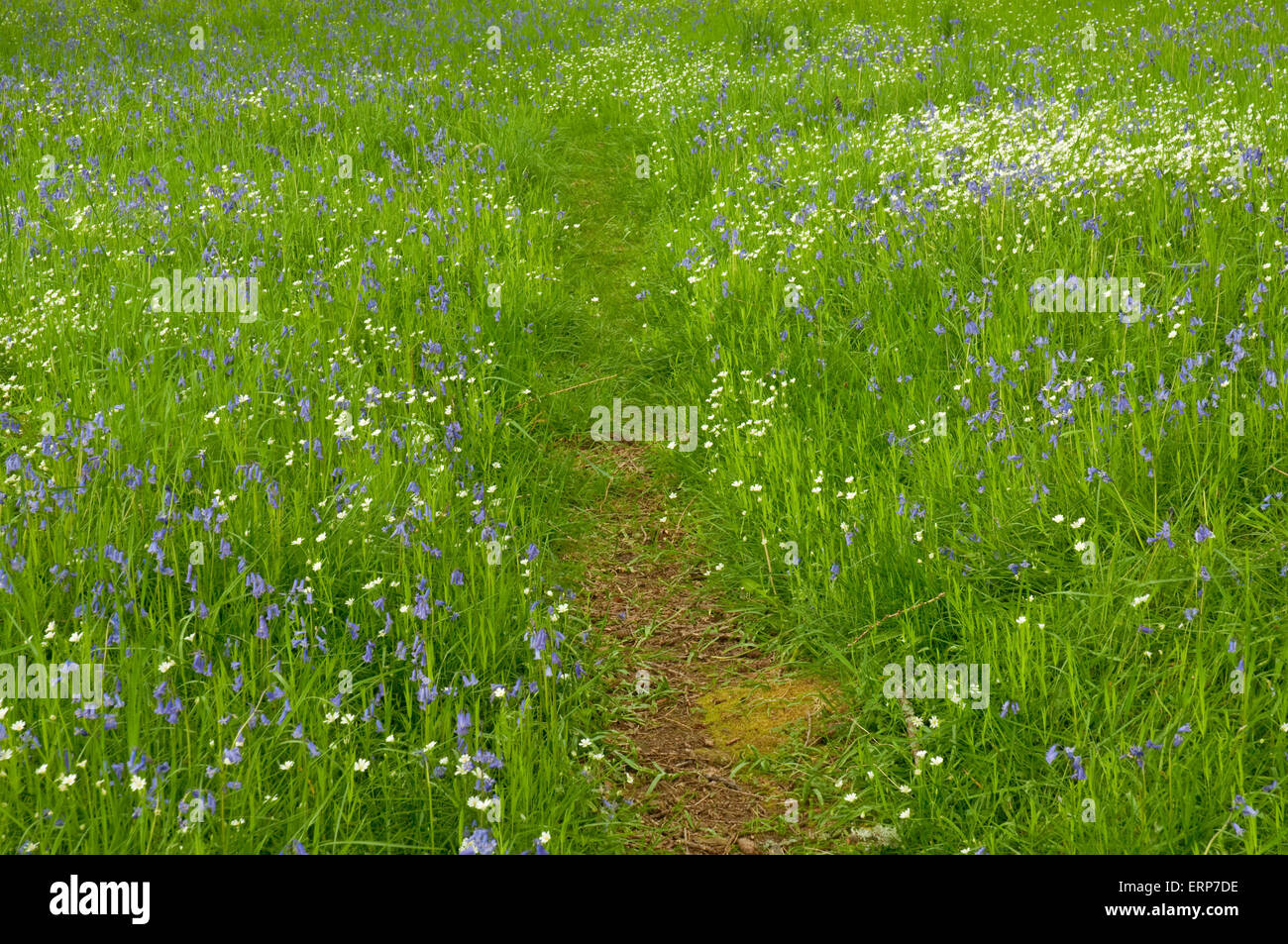 Sentier à travers tapis de jacinthes et une plus grande Stellaire des sables Banque D'Images