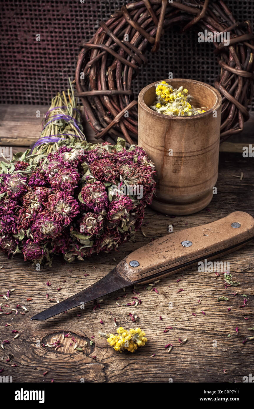 Éventail sont recueillies et séché les herbes médicinales et les plantes pour l'herboristerie teinté.Photo Banque D'Images