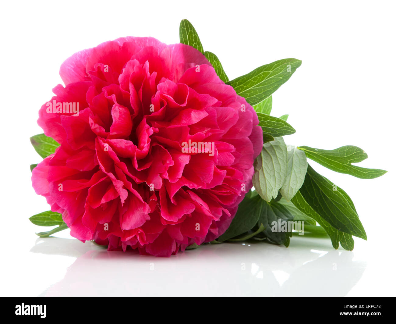 La pivoine rouge flower isolated on white Banque D'Images
