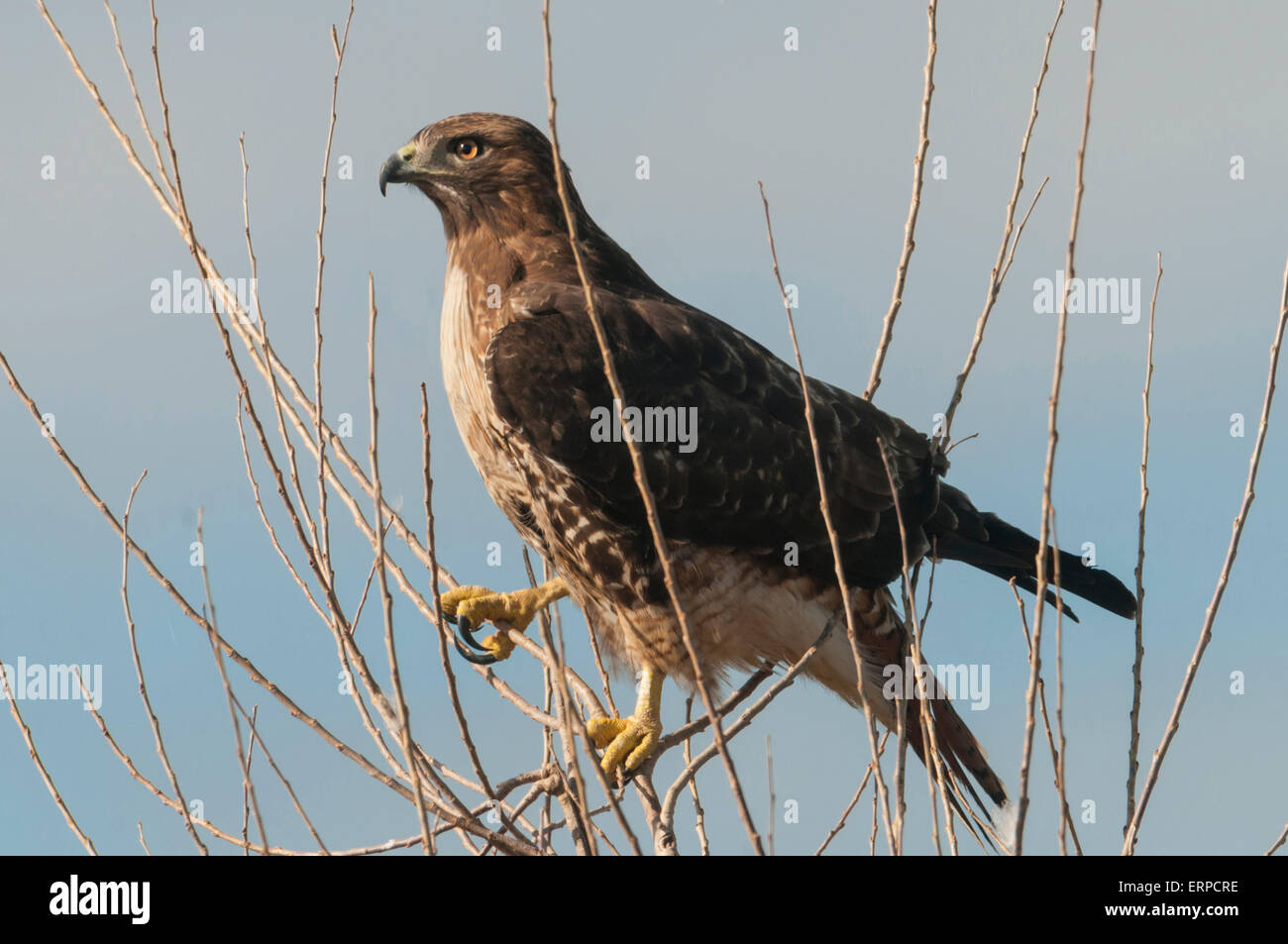 Une Buse à queue rousse (Buteo jamaicensis) est perché en haut d'un buisson pouvant atteindre 12-15 pieds arbre afin de scanner les proies dans le Sacramento Nationa Banque D'Images