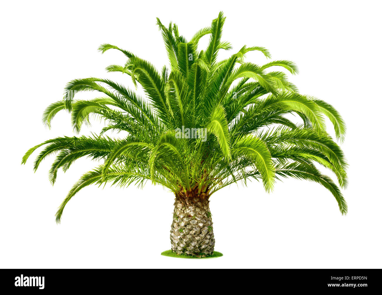Palmier idéal, avec des feuilles vert frais et un tronc court, isolé sur blanc pur Banque D'Images