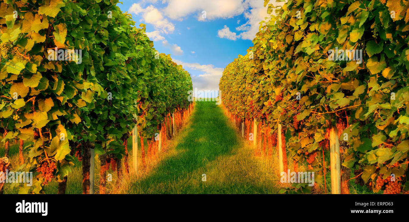 Deux rangées de vigne sur une colline dans la lumière du soleil chaude soirée menant au ciel bleu Banque D'Images